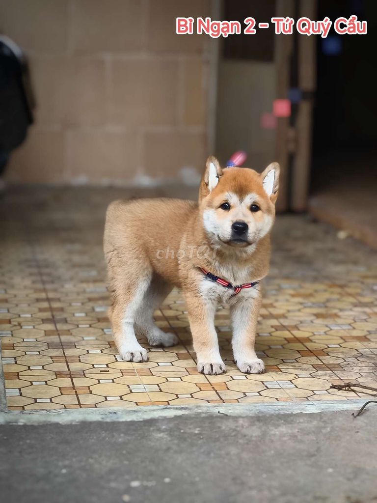 Chó Mông Cộc Màu Vàng ShiBa, Lưỡi Đốm, 4 Móng Đeo.