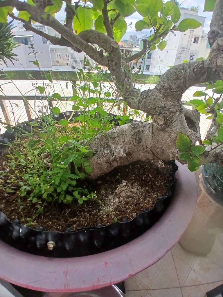  Cây sung bonsai. Mua bán Cây cảnh, đồ trang trí tại Quận Bình Tân Tp Hồ Chí Minh được đăng bởi Đạt dq hình 1
