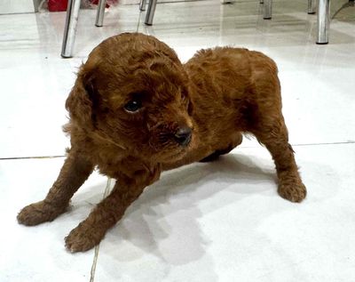 Poodle TeaCup nhỏ xinh khoẻ mạnh cần tìm chủ. Mua bán Chó tại Quận 3 Tp Hồ Chí Minh được đăng bởi Hạnh Tech