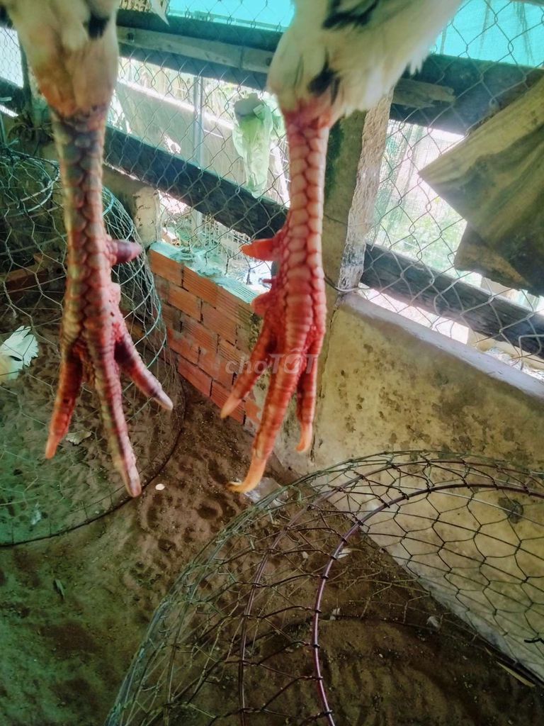 Gà chọi Trắng đen Đực 2.58kg. Mua bán Gà tại Huyện Châu Phú An Giang được đăng bởi Lộc  hình 1