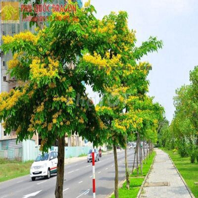 CÂY XANH, CÂY CÔNG TRÌNH GIÁ RẺ SLL TẠI ĐỒNG NAI