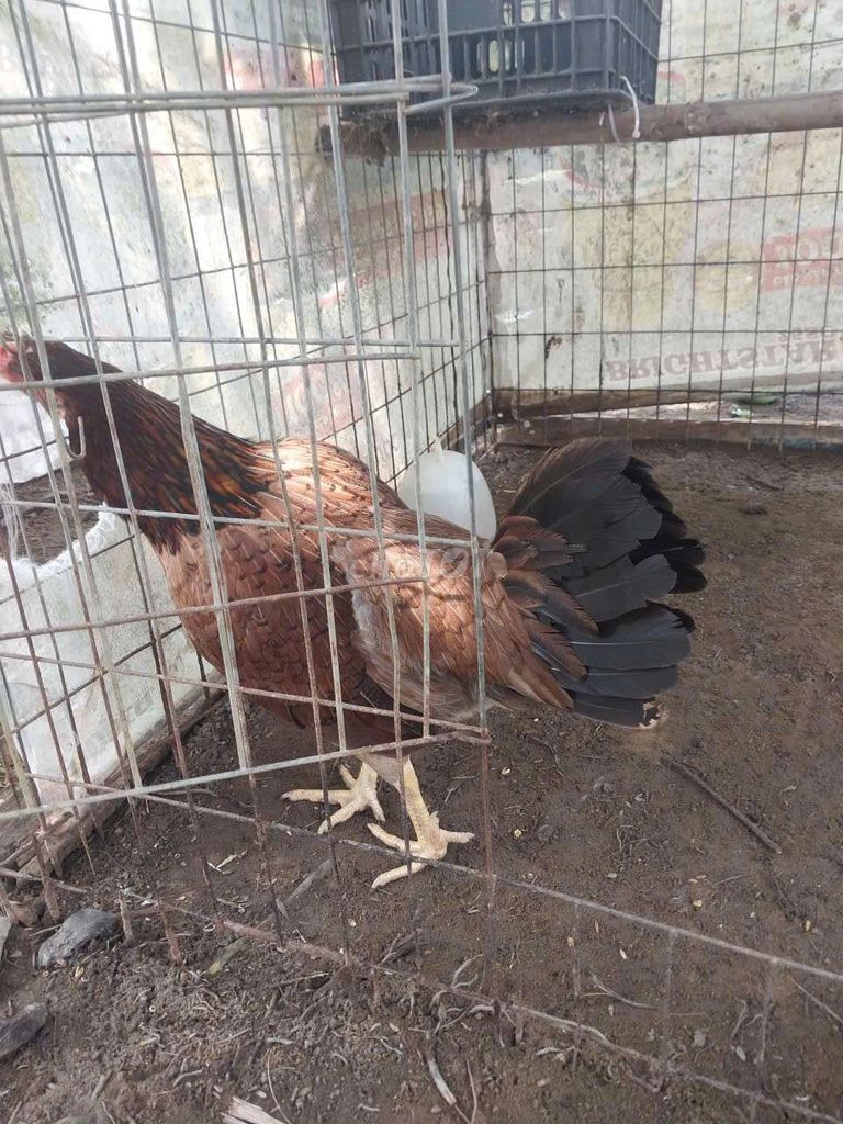 Gà Mỹ mái 2.4kg nâu. Mua bán Gà tại Thành phố Sóc Trăng Sóc Trăng được đăng bởi kiều kiều hình 1
