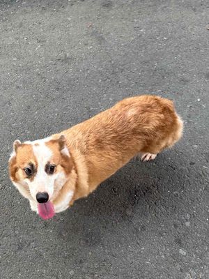 chó corgi cái trưởng thành. Mua bán Chó tại Huyện Thanh Trì Hà Nội được đăng bởi Hiền Phạm