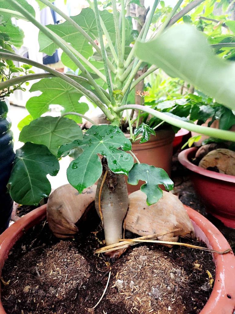 Cây cảnh Sen tàu. Mua bán Cây cảnh, đồ trang trí tại Thành phố Thuận An Bình Dương được đăng bởi Trần Tuyết Hạnh hình 1