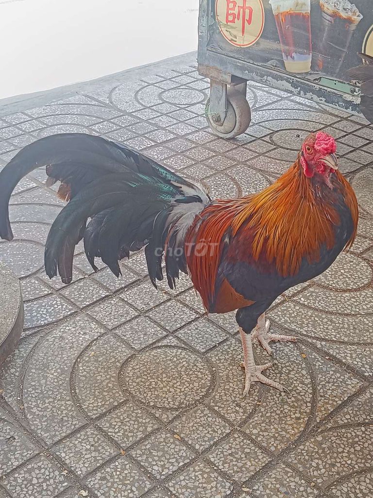 2 con tre trống khoẻ đẹp hốt nhắn e Zalo phần dưới. Mua bán Gà tại Quận Bình Tân Tp Hồ Chí Minh được đăng bởi Phạm Thành Dương hình 5