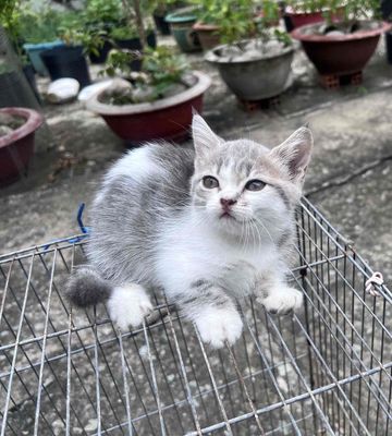 Mèo anh Trắng xám