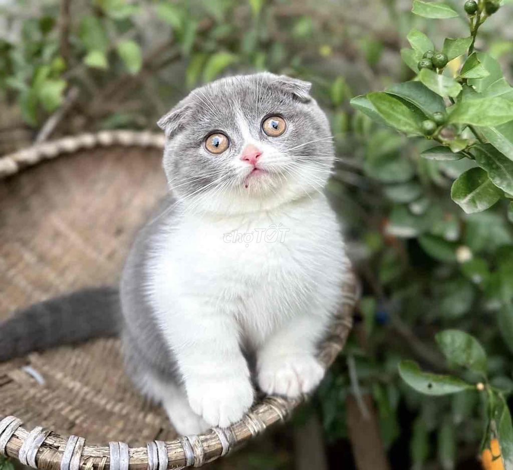 Mèo Scottish Fold Trắng xám đã tiêm. Mua bán Mèo tại Quận 7 Tp Hồ Chí Minh được đăng bởi qtramdang hình 1