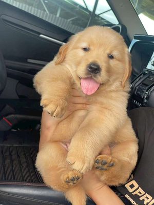 Golden Hà Nội kiếm chủ mới