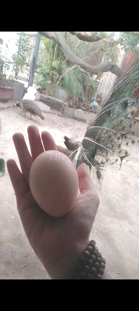 nhượng lại tất cả. Mua bán Chim tại Huyện Bình Chánh Tp Hồ Chí Minh được đăng bởi Hồng Kiểm hình 1