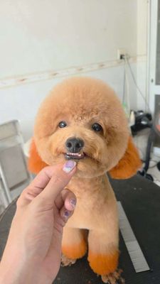 POODLE NÂU ĐỎ ĐỰC. Mua bán Chó tại Huyện Hóc Môn Tp Hồ Chí Minh được đăng bởi Loan Ngô