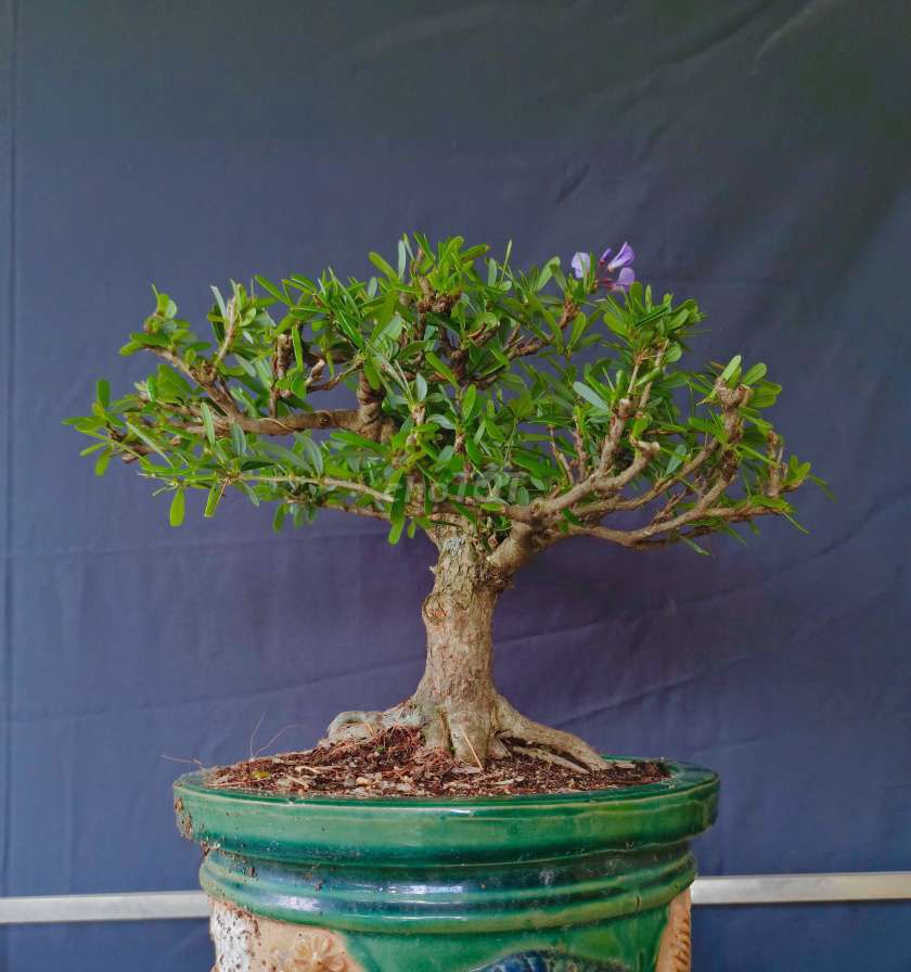 Cây Linh Sam bonsai cao 22cm