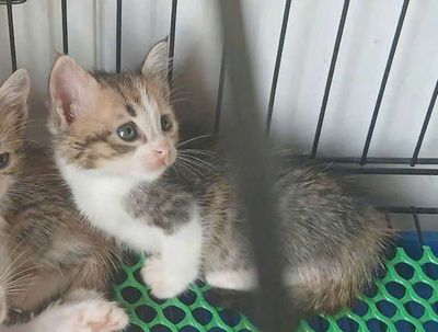 Aln lai. Mua bán Mèo tại Huyện Hóc Môn Tp Hồ Chí Minh được đăng bởi Trần Thị Diệu Ni