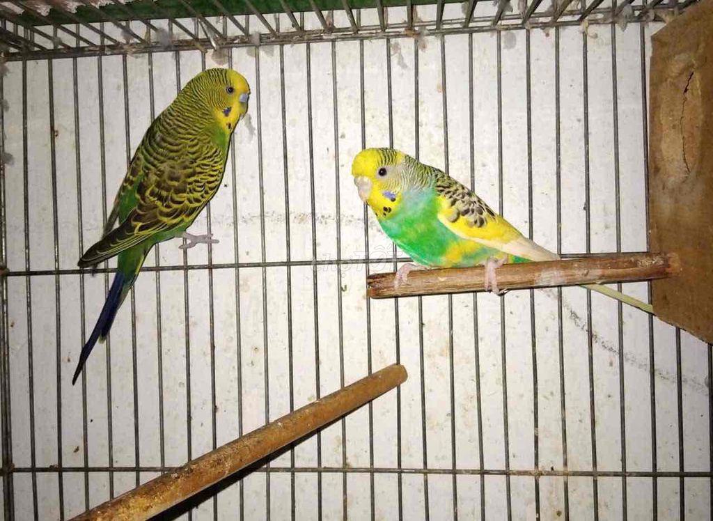 Chim Yến Phụng Xanh lá, Xanh dương. Mua bán Chim tại Thành phố Trà Vinh Trà Vinh được đăng bởi Chim Vẹt Trà Vinh hình 1