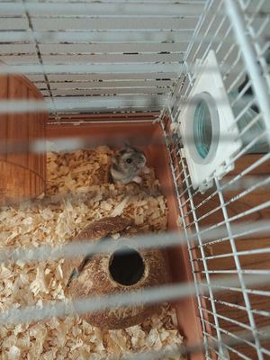 Chuột Hamster Xám dễ thương