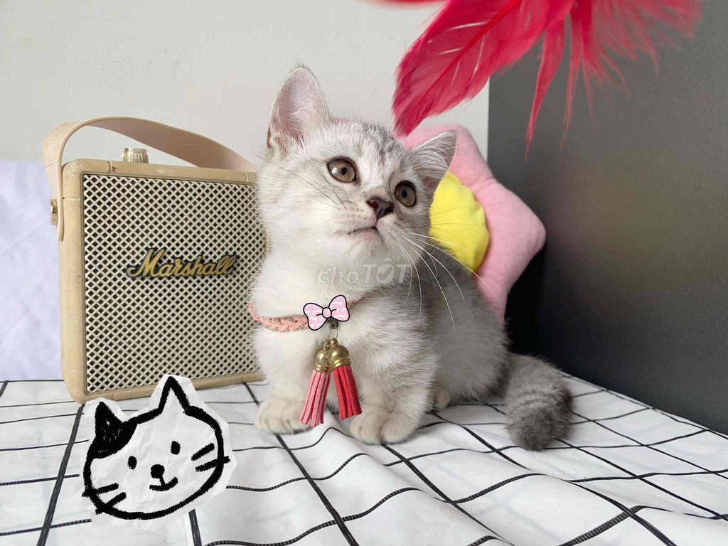 Mèo Anh Lùn siu cưng. Mua bán Mèo tại Quận 12 Tp Hồ Chí Minh được đăng bởi PET CƯNG QUẬN 12 hình 1