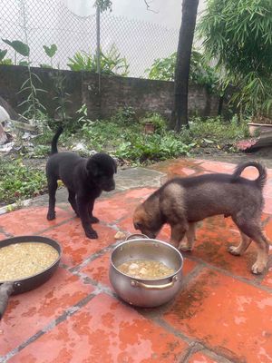 Chó cỏ 3 tháng tuổi Đen Nâu 4 con