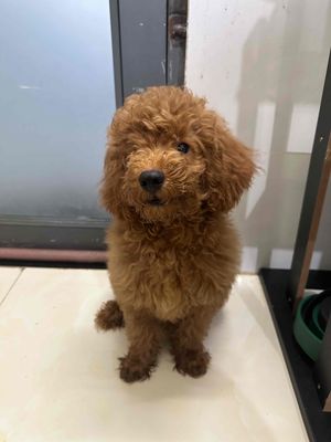 Chó Poodle đực 4th tìm chủ. Mua bán Chó tại Quận Tân Bình Tp Hồ Chí Minh được đăng bởi Quỳnh