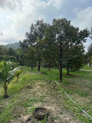 đất nông nghiệp có 300 cây sầu riêng, có 1 biệt thự và một nhà cấp 4