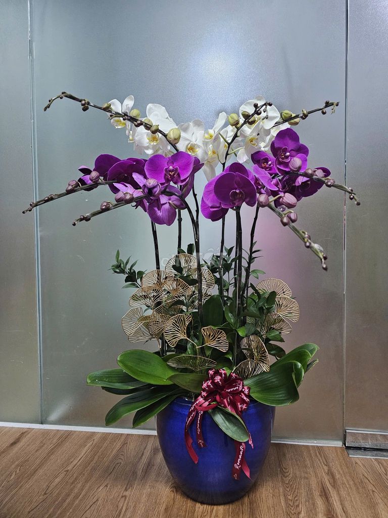 Chậu lan hồ điệp Tím, trắng. Mua bán Cây cảnh, đồ trang trí tại Quận 3 Tp Hồ Chí Minh được đăng bởi Hiền hình 1