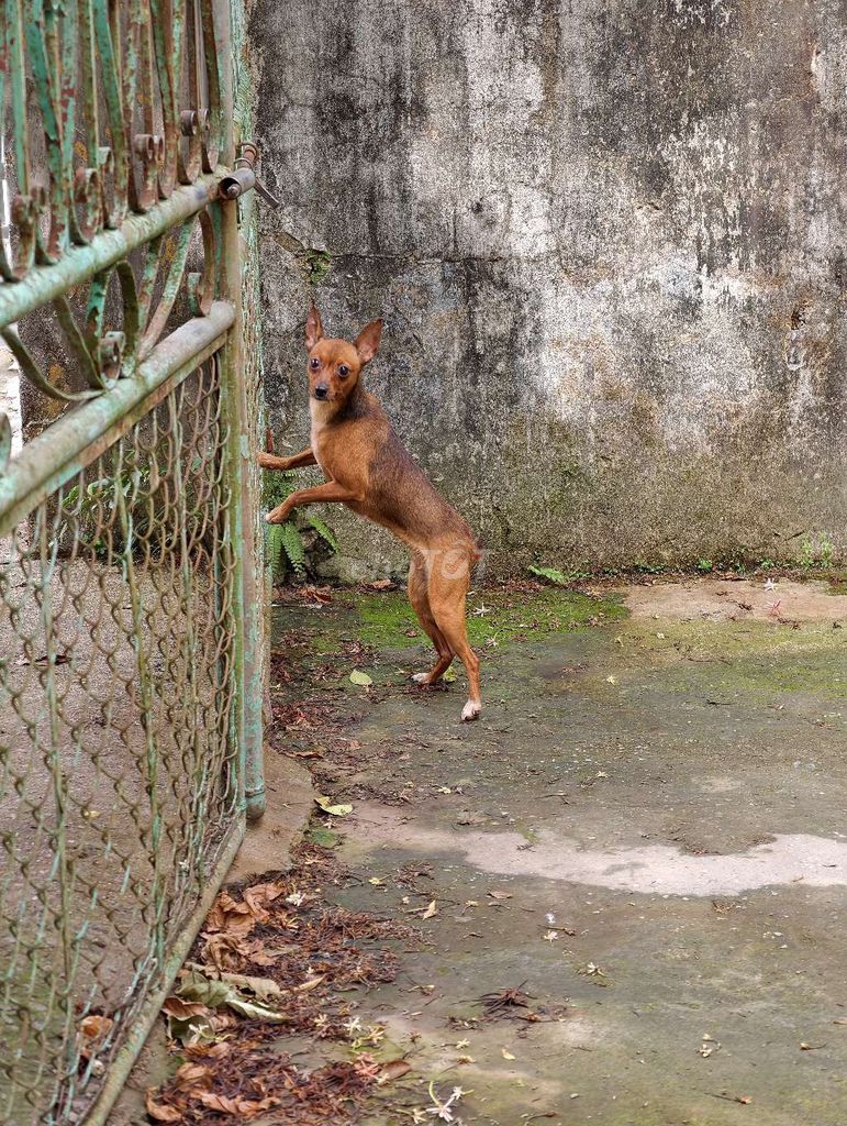 Chó Fox hươu cái dáng đẹp 3kg1. Mua bán Chó tại Huyện Mỹ Đức Hà Nội được đăng bởi Lương Thanh Liêm hình 1