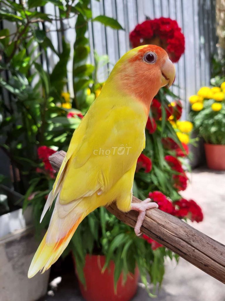 Vẹt Lovebird Ewing 3 tháng. Mua bán Chim tại Quận Gò Vấp Tp Hồ Chí Minh được đăng bởi Bao Bao hình 1