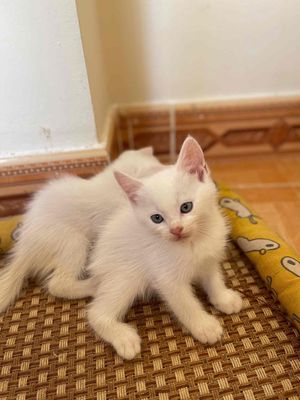 MÈO ANH LÔNG DÀI. Mua bán Mèo tại Quận Hải Châu Đà Nẵng được đăng bởi Sipo
