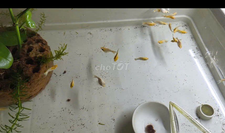 Molly gold cho anh/em nuôi. Quận 6. HCM. Mua bán Thú cưng khác tại Quận 6 Tp Hồ Chí Minh được đăng bởi PhuNguyen hình 2