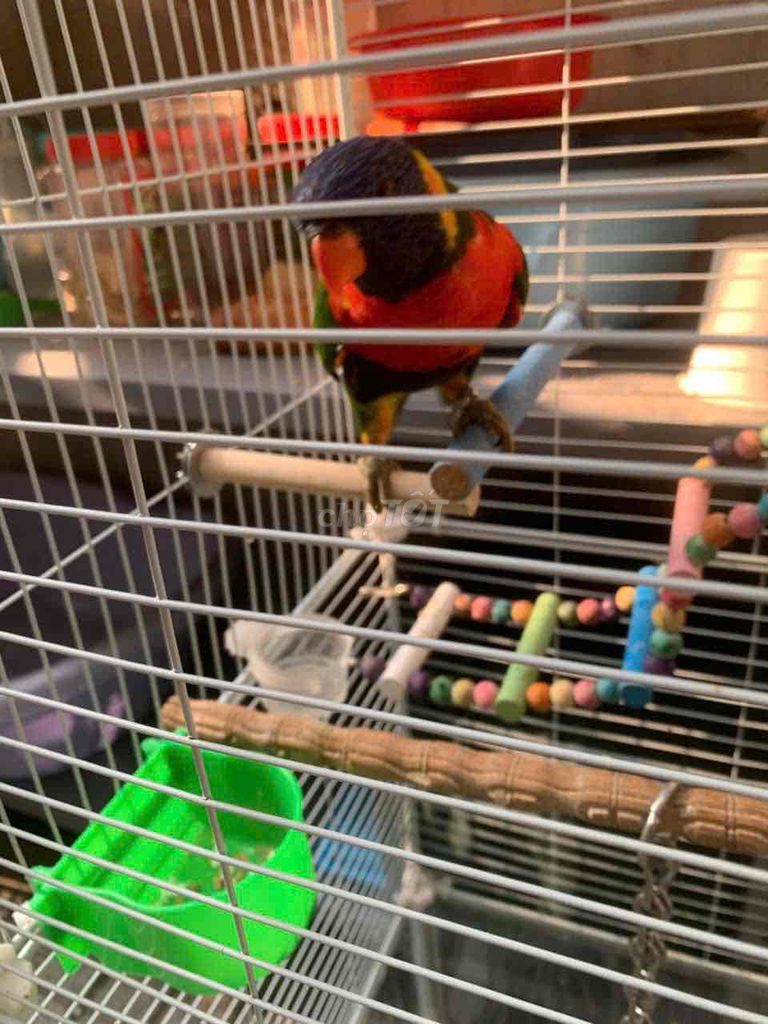vẹt Lory 1 tuổi. Mua bán Chim tại Thị xã Bến Cát Bình Dương được đăng bởi nguyen ductuyen75 hình 1