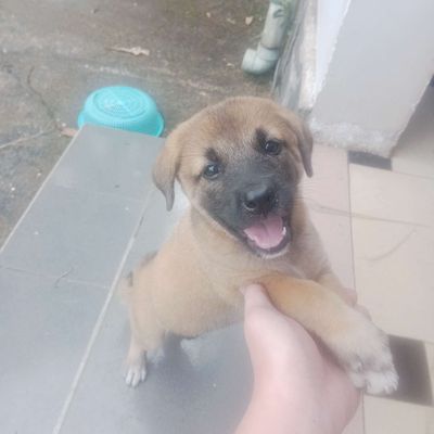 Chó con Nâu vàng con non. Mua bán Chó tại Huyện Trảng Bom Đồng Nai được đăng bởi Thuận Trần