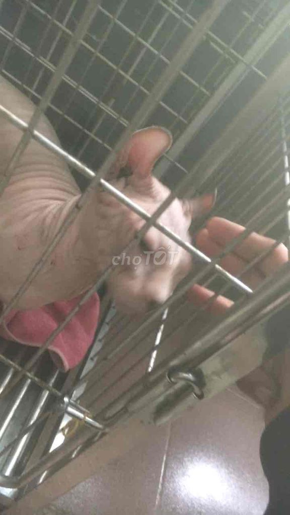 Mèo Sphynx hồng nhạt. Mua bán Mèo tại Quận Tân Bình Tp Hồ Chí Minh được đăng bởi Hung Nguyen hình 1