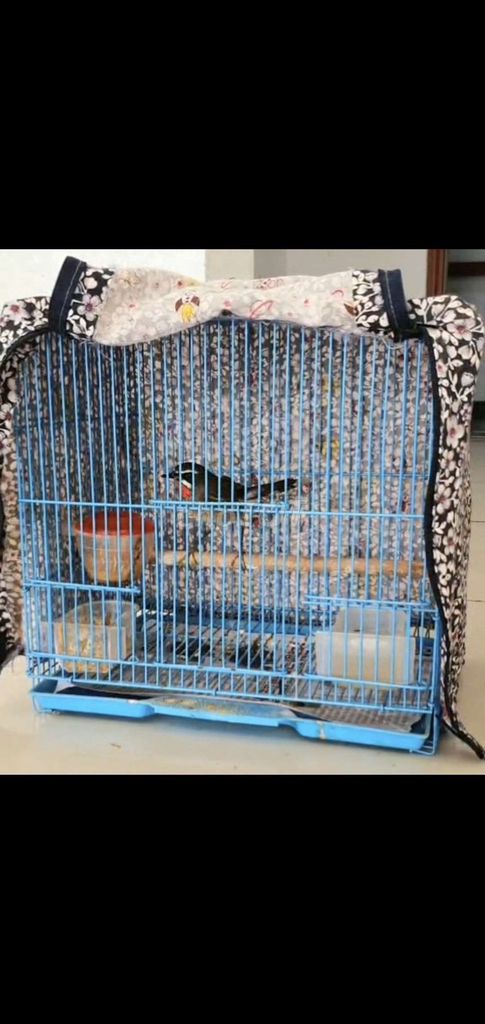 Chim Oanh cổ đỏ to đẹp. Mua bán Chim tại Quận Bình Thạnh Tp Hồ Chí Minh được đăng bởi Chym cảnh Bình Thạnh  hình 1