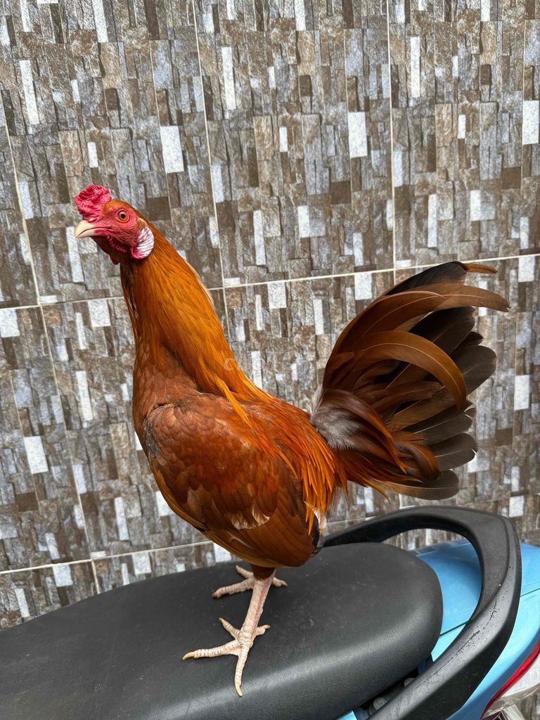 simon assil. Mua bán Gà tại Quận 8 Tp Hồ Chí Minh được đăng bởi Tấn Sang hình 1