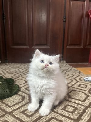 Mèo Anh Lông NGắn- 2,5 tháng tuổi- Mèo đực -Hà Nội