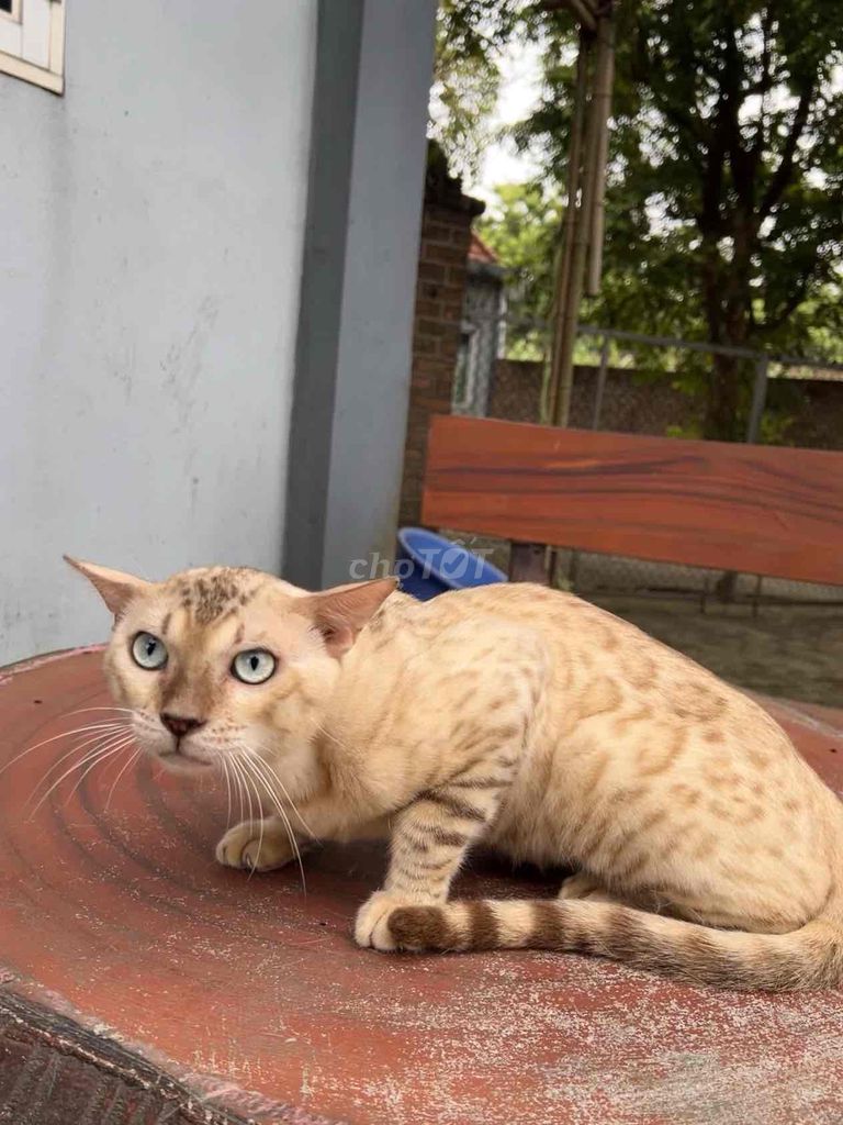 Bengal snow đực