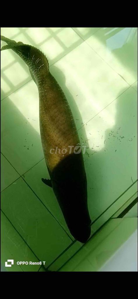 Cá Hải tượng 90 cm. Mua bán Thú cưng khác tại Huyện Tân Thạnh Long An được đăng bởi Phát Nguyễn hình 1