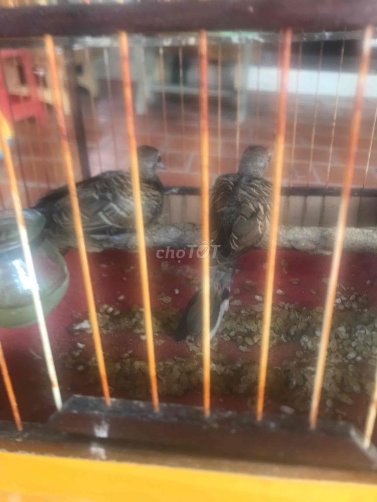 Chim Cu vằn non khoẻ mạnh. Mua bán Chim tại Huyện Lấp Vò Đồng Tháp được đăng bởi Phát Tài hình 1