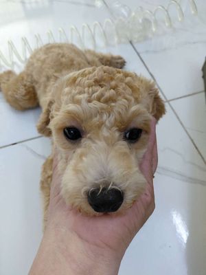 Chó Poodle gái đã tiêm