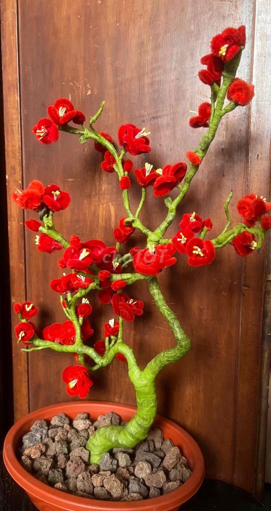 Chậu hoa kẽm nhung đỏ cao 50cm. Mua bán Cây cảnh, đồ trang trí tại undefined undefined được đăng bởi Lê Bình Cầm Đồ 2 hình 1