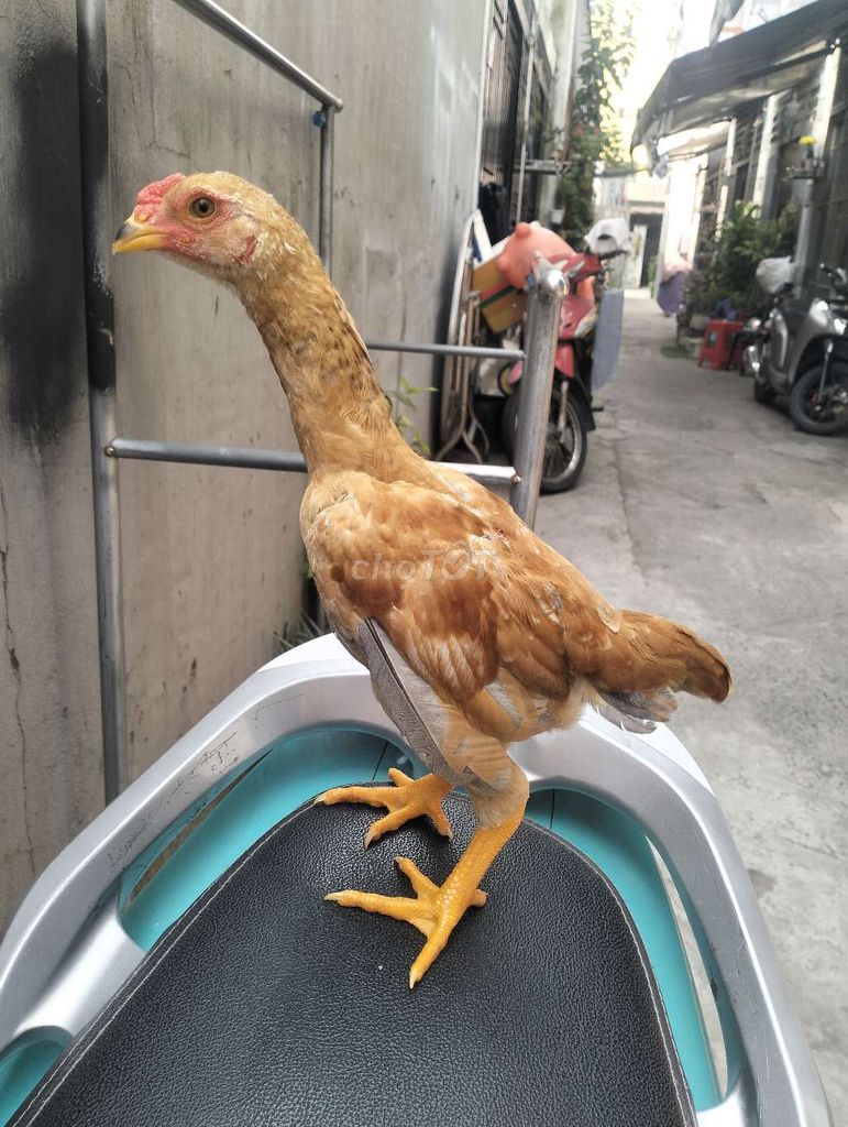 Gà Shamo trống 3 tháng. Mua bán Gà tại Quận 12 Tp Hồ Chí Minh được đăng bởi Cuban Jap  hình 1