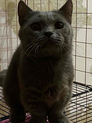 Mèo Anh lông ngắn chân lùn đực bi cà đủ