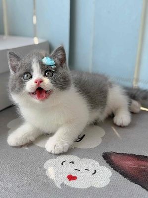 MÈO ANH LÔNG NGẮN MÀU BICOLOR. Mua bán Mèo tại Quận 8 Tp Hồ Chí Minh được đăng bởi ti pet town