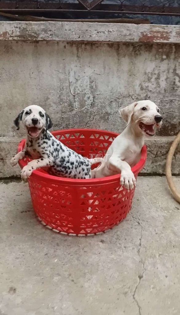 Bán cặp Chó đốm Đen đốm Vàng. Mua bán Chó tại Huyện Củ Chi Tp Hồ Chí Minh được đăng bởi Nguyễn Huy hình 1