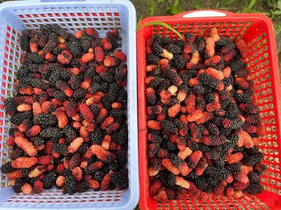 Dâu tằm combo 3kg 160k. Mua bán Đồ ăn, thực phẩm và các loại khác tại Quận Ninh Kiều Cần Thơ được đăng bởi Nguyễn