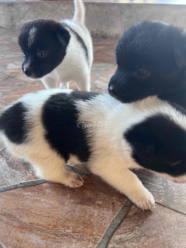 cho nhat lai. Mua bán Chó tại Thành phố Buôn Ma Thuột Đắk Lắk được đăng bởi Hoangtrongdat hình 1