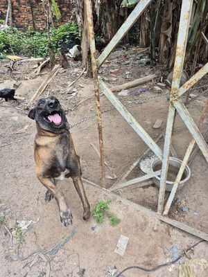 Chó Becgie Nâu đen. Mua bán Chó tại Thị xã Tân Uyên Bình Dương được đăng bởi Trương Bùi