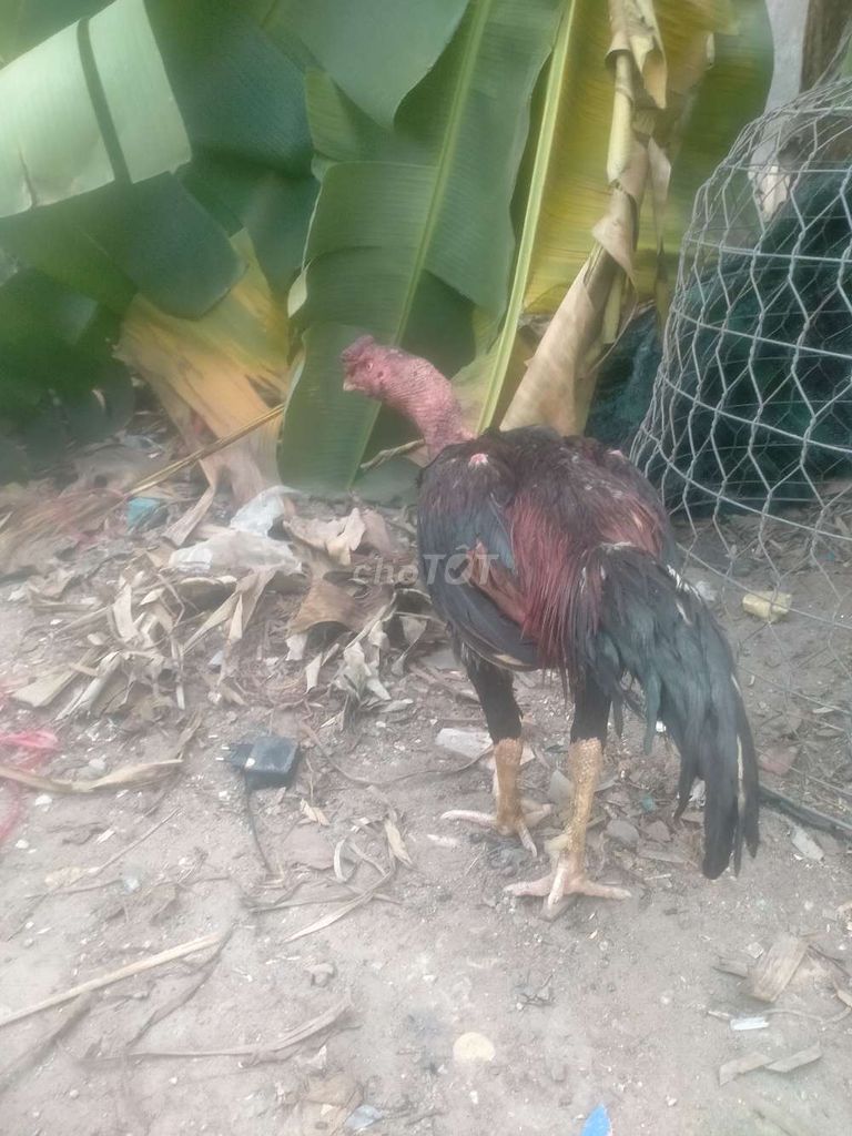 bán thịt 3 kí. Mua bán Gà tại Thành phố Thủ Dầu Một Bình Dương được đăng bởi Phan Thìn hình 1