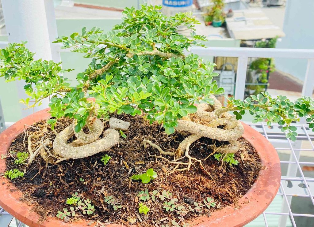 Cần Thăng Hoài Niệm, Thanh Cảnh Nhân Gian. Mua bán Cây cảnh, đồ trang trí tại Quận Tân Phú Tp Hồ Chí Minh được đăng bởi Nguyễn Hoàng hình 1