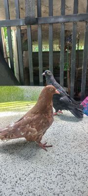 BỒ CÂU GÀ CON NẶNG 900GR. Mua bán Chim tại Huyện Bàu Bàng Bình Dương được đăng bởi THANH LONG