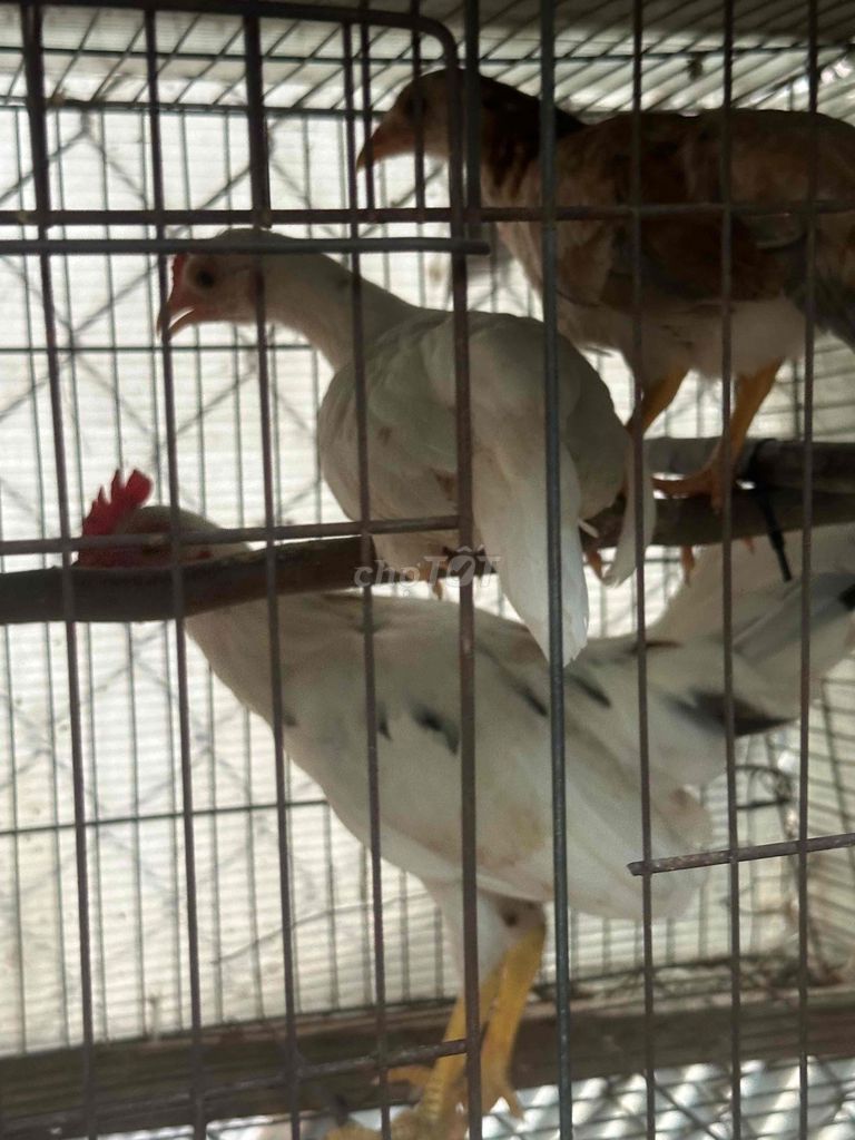 Gà tre Thái gạch. Mua bán Gà tại Quận Gò Vấp Tp Hồ Chí Minh được đăng bởi kiên nguyên  hình 1