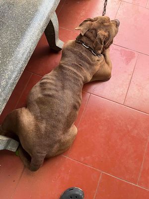 tìm chủ mới. Mua bán Chó tại Huyện Krông Pắc Đắk Lắk được đăng bởi MINHKHANG